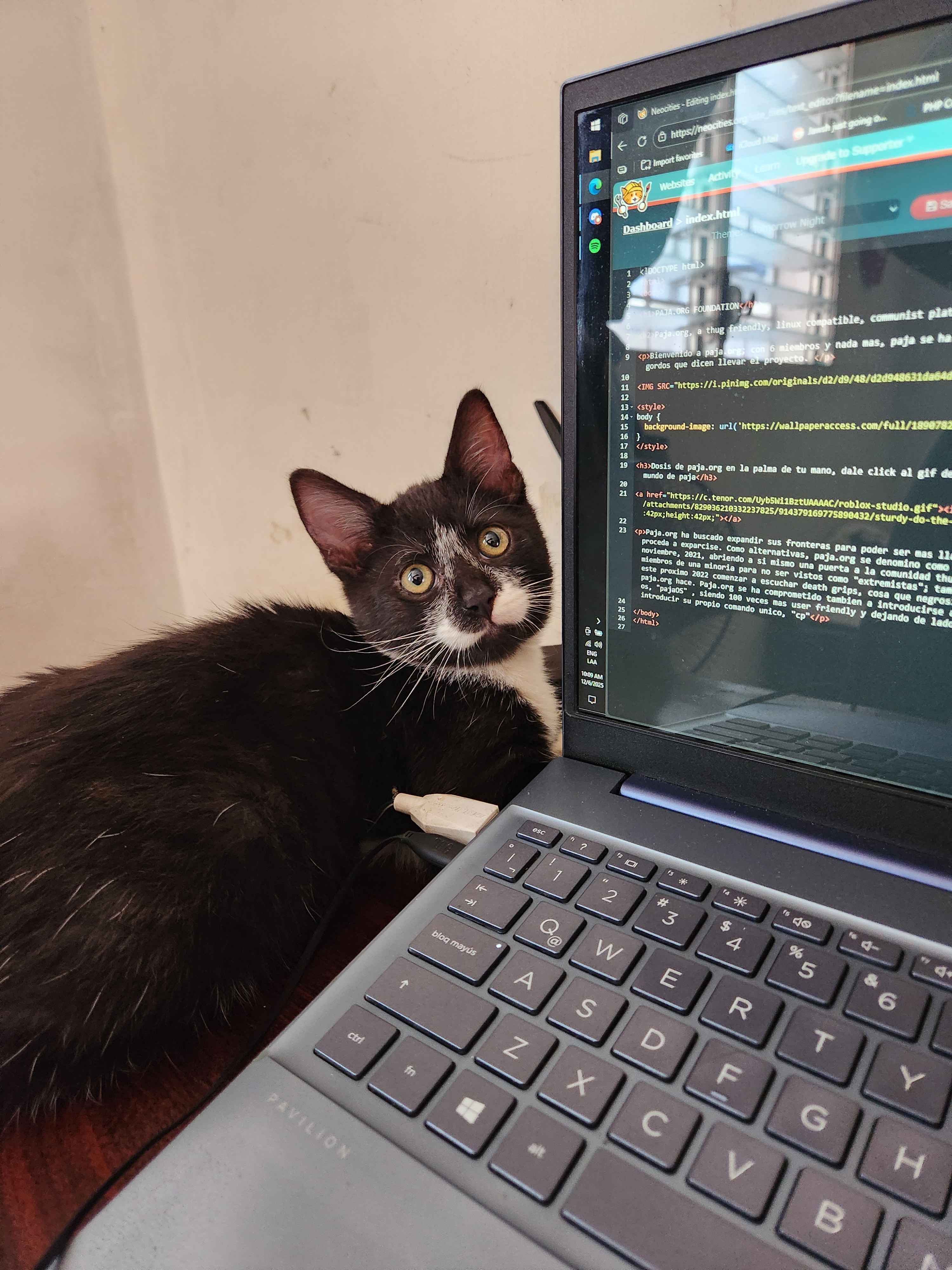 mi gato idiota - basuras